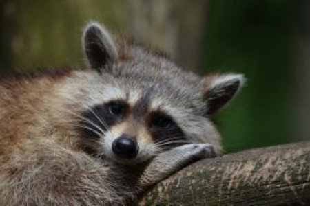 What To Do If An Animal Gets Into Your Attic Thumbnail